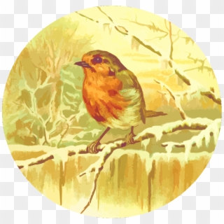 Robin Png, Transparent Png