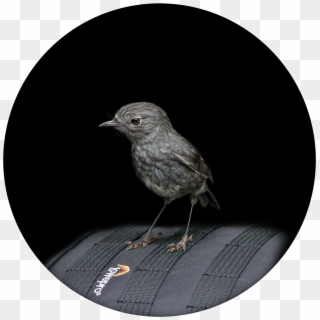 North Island Robin / Toutouwai Photo - Old World Flycatcher, HD Png Download
