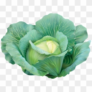 View Full Size - Clip Art Cabbage, HD Png Download
