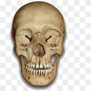Similar Skeleton Head Png Image - Skull Front View Png, Transparent Png