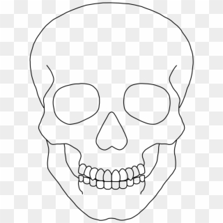 29 Skull Clipart Template Free Clip Art Stock Illustrations - Human Skull Drawing Simple, HD Png Download