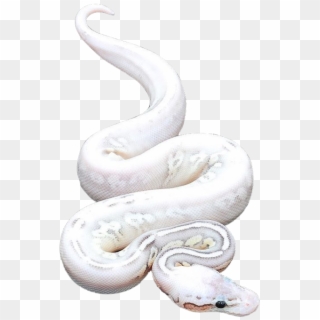 Snake Png - Burmese Python, Transparent Png