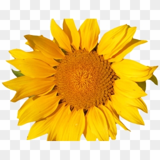 Sunflower Isolated Object Png - Yellow Flower Png, Transparent Png