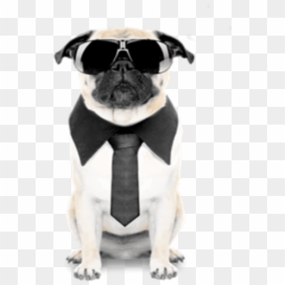 15 Reasons Why Pugs Are So Special - Dog, HD Png Download