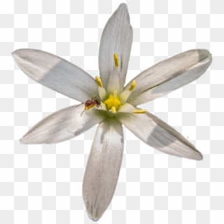 Star Of Bethlehem With Ant Png By Bunny With Camera, Transparent Png