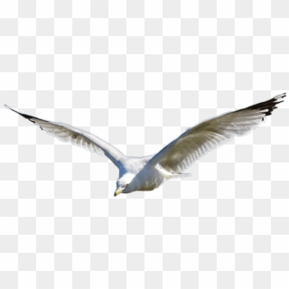 Seagull Sticker, HD Png Download