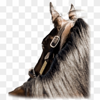 Stallion, HD Png Download