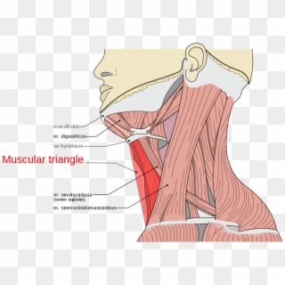 Muscular Triangle Of Neck, HD Png Download