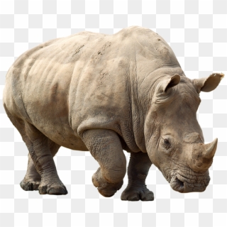 Rhino Png Clipart - Rhino Png, Transparent Png