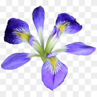 Flower Png Hd Transparent Images Pluspng Pluspngcom - Iris Flower Png, Png Download