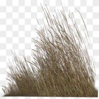 Dry Grass Png Hd , Png Download, Transparent Png