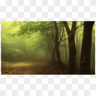 Transparent Png