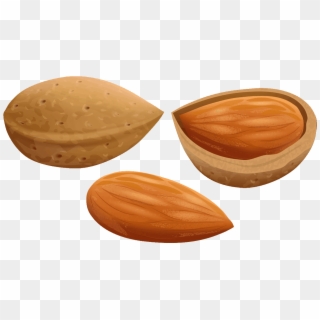 Almond Clipart File - Almond Clipart, HD Png Download