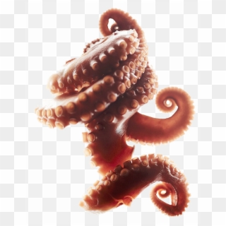Octopus Tentacles Png Clipart - Octopus Tentacles Png, Transparent Png