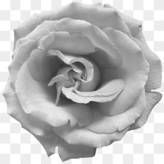 Black And White Rose Png, Transparent Png