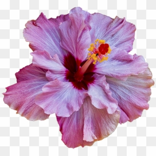 Hibiscus Just Reminds Of Hawaii Translucent Flower, HD Png Download