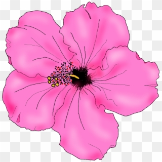 Clip Arts Related To - Pink Hibiscus Flower Drawing, HD Png Download