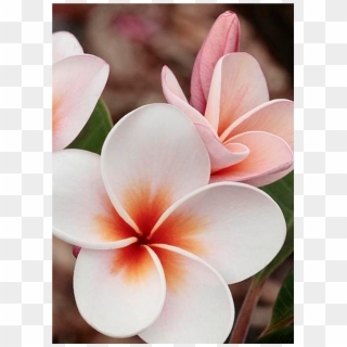Download Hawaiian Flowers Png Png Transparent For Free Download Pngfind
