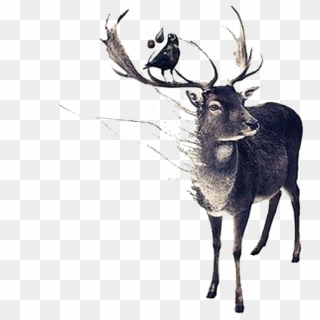 Drawn Antler Deer Antler - Deer Art, HD Png Download