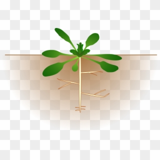 Root Plants Tree Computer Leaf - Plant With Roots Clipart, HD Png Download