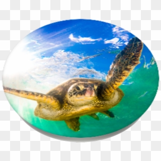 Hawaiian Sea Turtle, Popsockets - Green Sea Turtle, HD Png Download