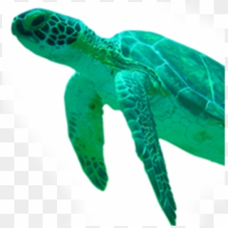 Fort Lauderdale Sea Turtle Transparent Background - Sea Turtle Head Png, Png Download