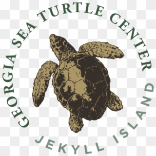 Georgia Sea Turtle Center - Lake Center Christian School, HD Png Download