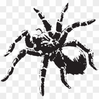 Creepy Clipart Scary Spider - Tarantula Clip Art Black And White, HD Png Download