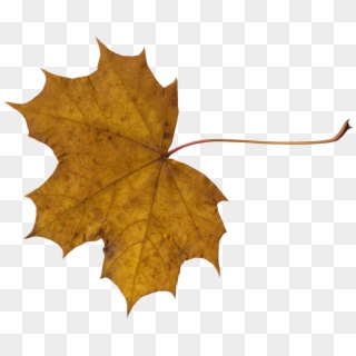 1024 X 832 21 - Png Leaves, Transparent Png