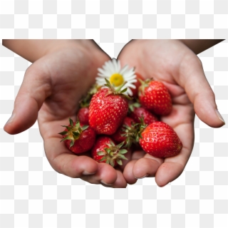 Strawberries With Flower In Palms - Eating, HD Png Download