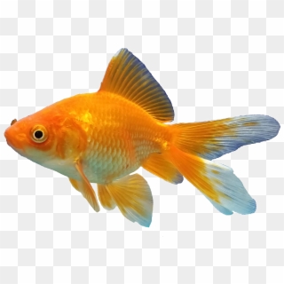 Goldfish Background Png - Goldfish Fish Png, Transparent Png
