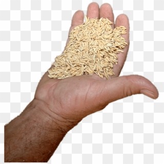 Food - Rice - Wheat, HD Png Download