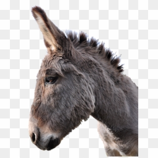 Donkey Head Transparent, HD Png Download