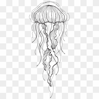 Png Transparent Download Jelly Fish Drawing At Getdrawings - Jellyfish Drawing Black And White, Png Download
