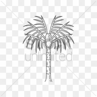 Nikau Palm Tree Vector Image - Desert Palm, HD Png Download