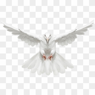White Dove Clipart Animated - Bazaar, HD Png Download