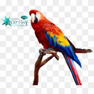 Photo Parrot - Teorex Photoscissors, HD Png Download