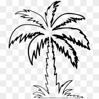 Clipart - Clipart Palm Tree White, HD Png Download