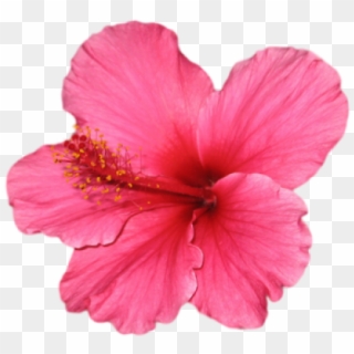 Hibiscus Clipart Png Tumblr - Niche Meme Png Flowers, Transparent Png