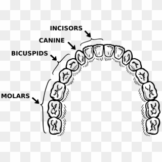 This Free Icons Png Design Of Teeth, Transparent Png