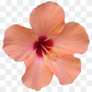 Flower Stock Photography Xchng Clip Art Pink Ⓒ - Pink Hibiscus Flower, HD Png Download