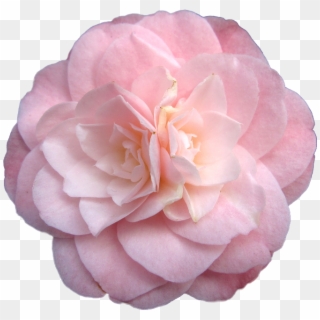 670 X 644 12 - Pastel Flower Tumblr Transparent, HD Png Download