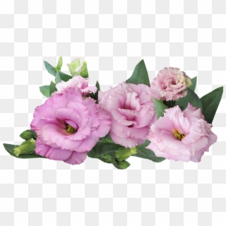 Prairie Rose, Pink, Flower - Purple Roses On Transparent Background, HD Png Download