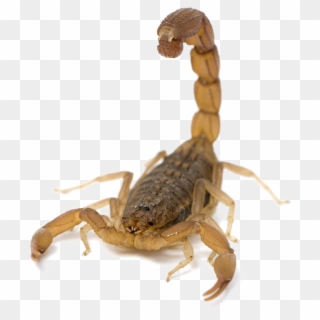 Scorpion Png Picture - Scorpion Png, Transparent Png