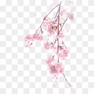 Cherry Blossom Flowers Png, Transparent Png