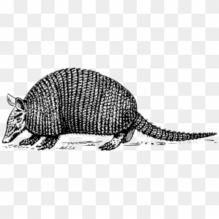 Armadillo Anteater Sloth Drawing Computer Icons - Armadillo Clipart Black And White, HD Png Download