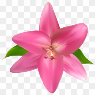 Free Png Download Pink Flower Png Images Background - Lily, Transparent Png