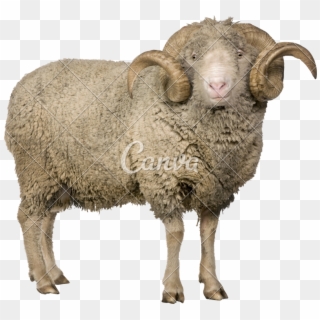 Merino Sheep Png - Mouton Merinos D Arles, Transparent Png