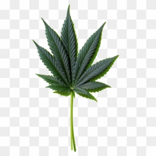 Weed Leaf Png - Marijuana Leaf Png, Transparent Png