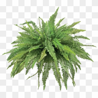 Transparent Fern Animated Picture Freeuse Stock, HD Png Download
